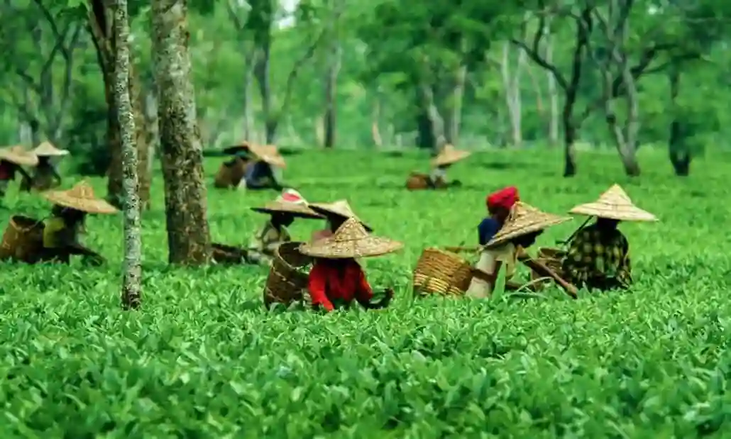 jorhat