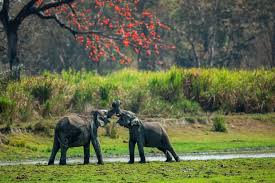 kaziranga