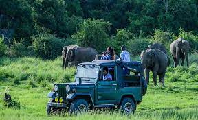kaziranga